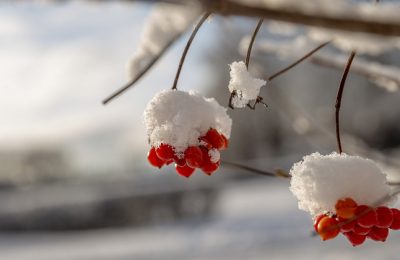 Морозы отступят: погода 28 декабря – 1 января в Северном районе