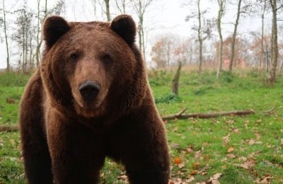 Нашествие медведей зафиксировано в районах области