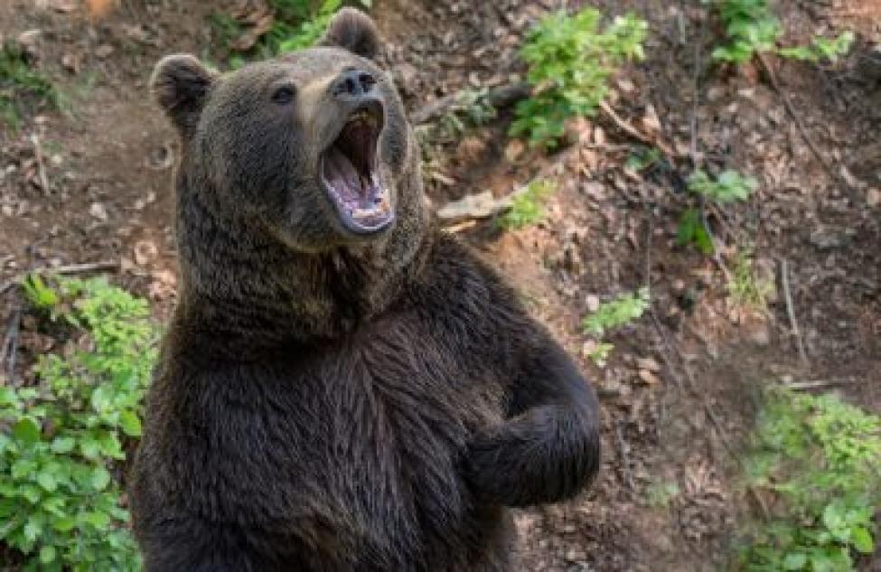 Четырех медведей застрелили в Новосибирской области