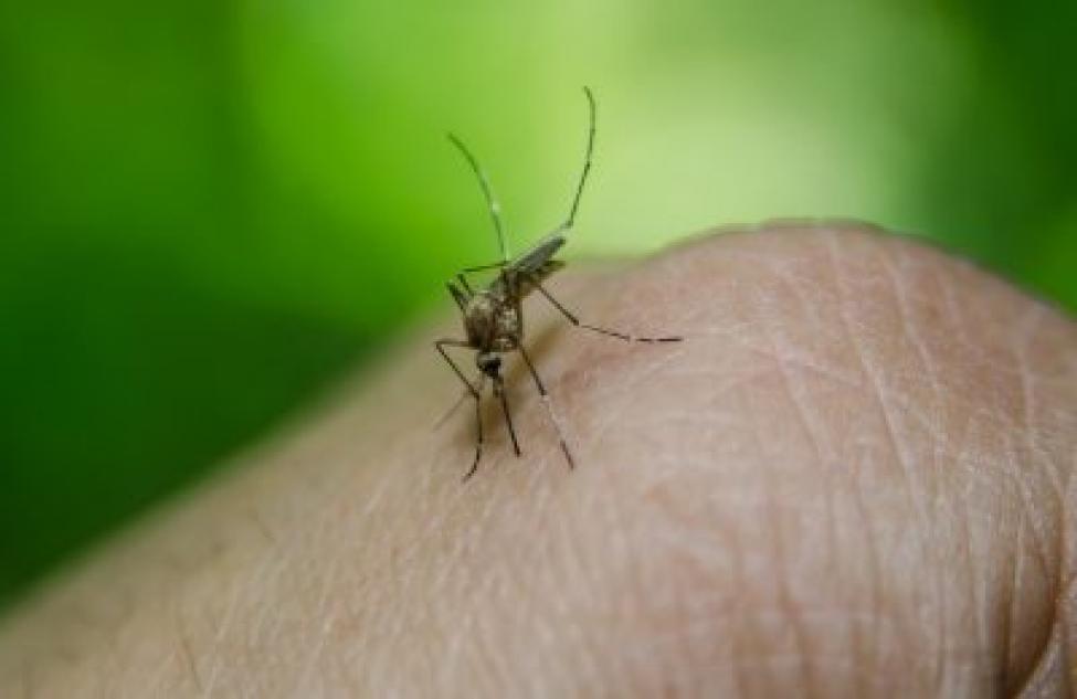 Каким будет «комариный» сезон 2021 в Новосибирской области