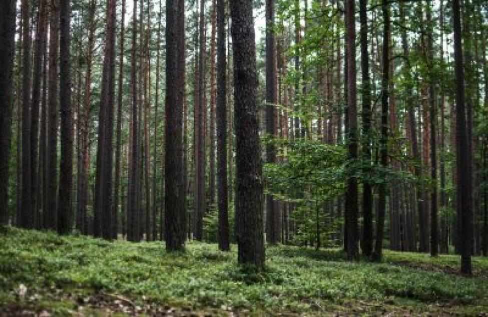 Люди стали чаще теряться в лесах в Новосибирской области