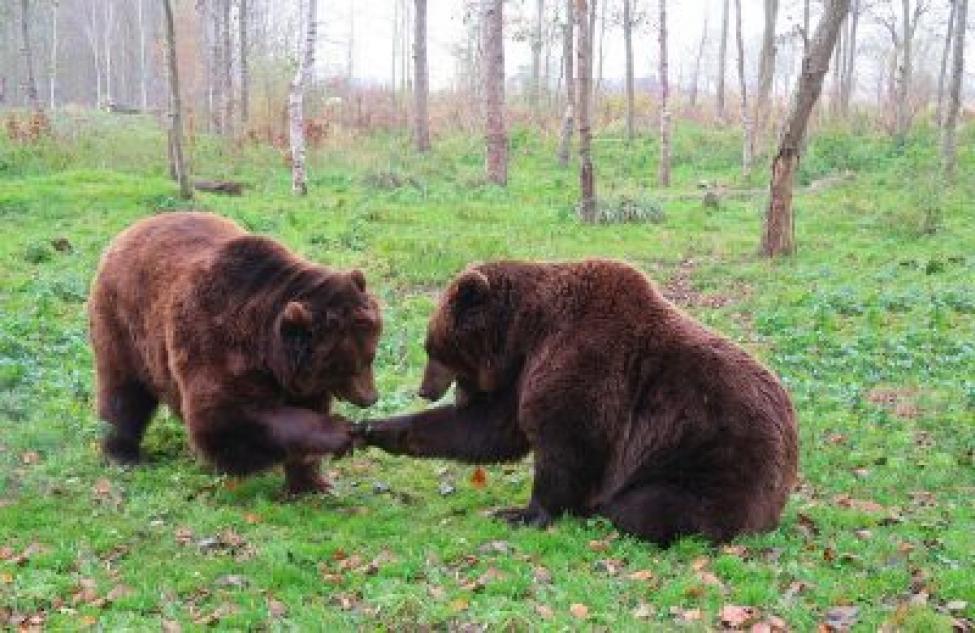Объявлена квота на добычу медведя в Северном районе