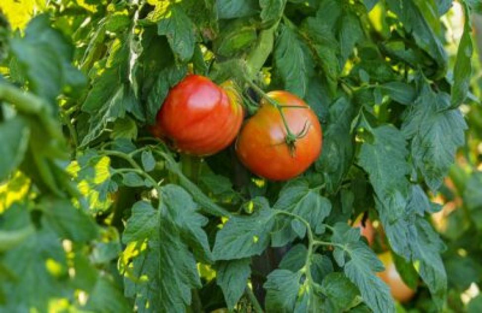 Когда созреет урожай помидоров-2021 в Новосибирской области