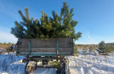 Елки для новосибирцев заготовят к Новому году в 20 районах области