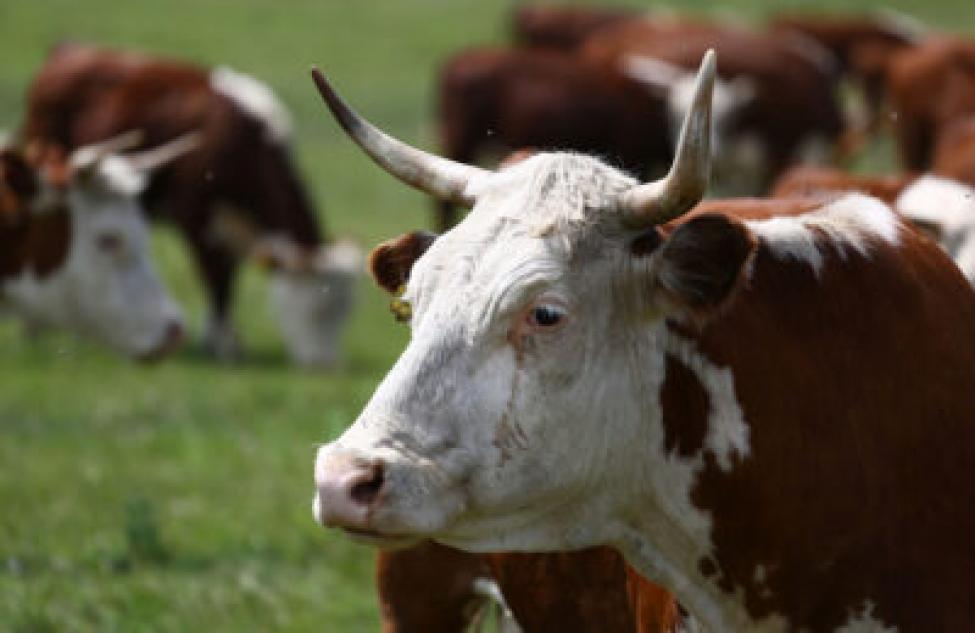 Восемь семей из Северного бесплатно получили корову в 2021 году
