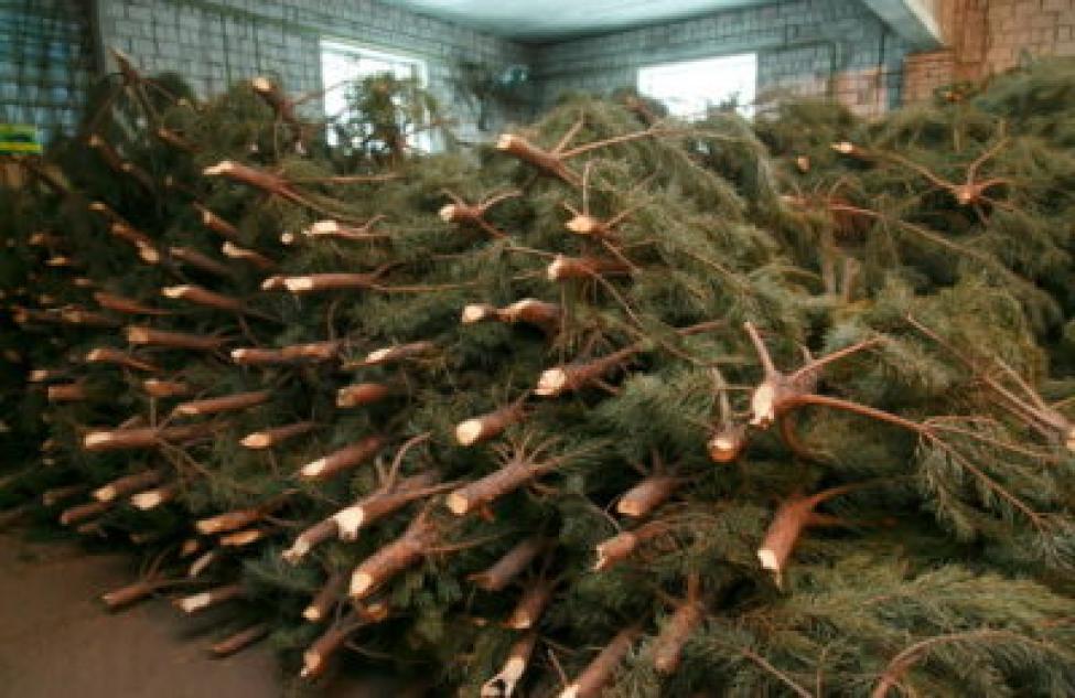 Продажа новогодних елей началась с 15 декабря в Северном