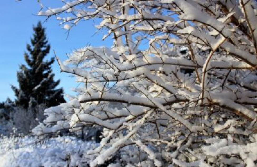 Погода в Северном 10-14 января: морозы до -26 градусов
