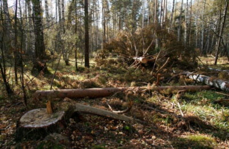 Количество незаконных рубок леса сократилось в Новосибирской области