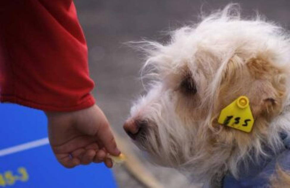 На улицы Северного вернули 33 собаки после биркования в 2021 году
