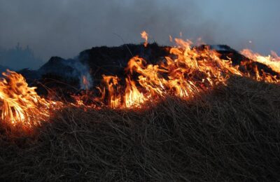 Уголовное дело по факту лесного пожара возбуждено в Северном районе