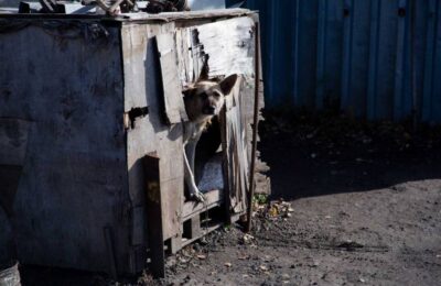 Штрафы в 200 тысяч для владельцев агрессивных собак хотят ввести в России