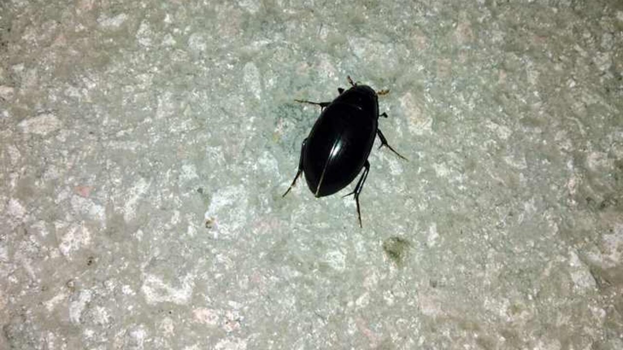 Черные жуки атакуют Новосибирскую область по ночам - Северная газета
