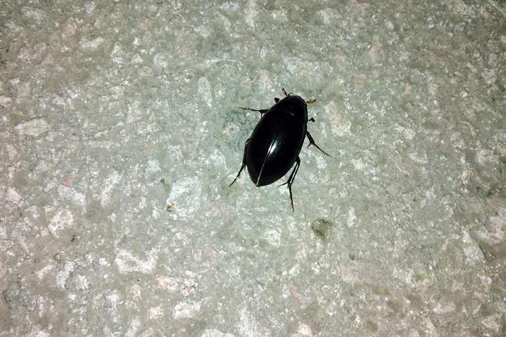 Черные жуки атакуют Новосибирскую область по ночам - Северная газета