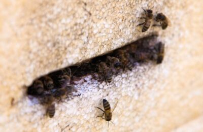 Защитой пчел займутся в Новосибирской области