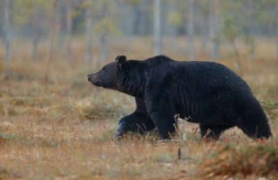 Не кидайте камни – советы на случай встречи с медведем охотоведа Данишевского