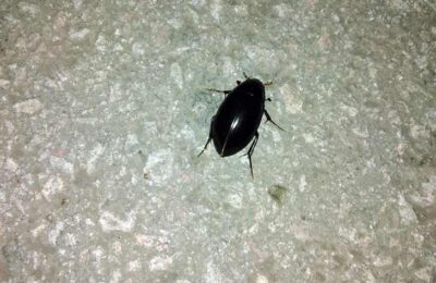 Черные жуки атакуют Новосибирскую область по ночам