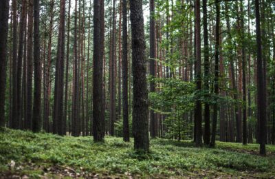 Директор Северного лесхоза пойдет под суд за поджог 70 гектаров сосны