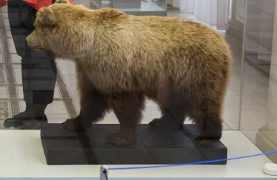 Квоты на добычу бурого медведя определили в Новосибирской области