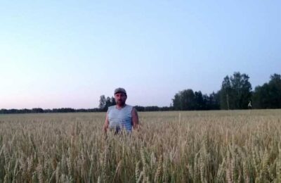 Новый сорт пшеницы испытал фермер Вячеслав Невтис из Северного района