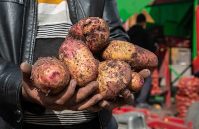 Как правильно готовить картофель, рассказала диетолог Селедцова