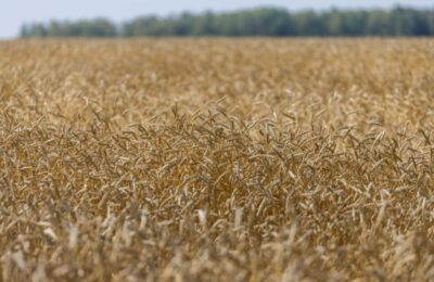 Валовый сбор зерна превысил 1 миллион тонн в Новосибирской области