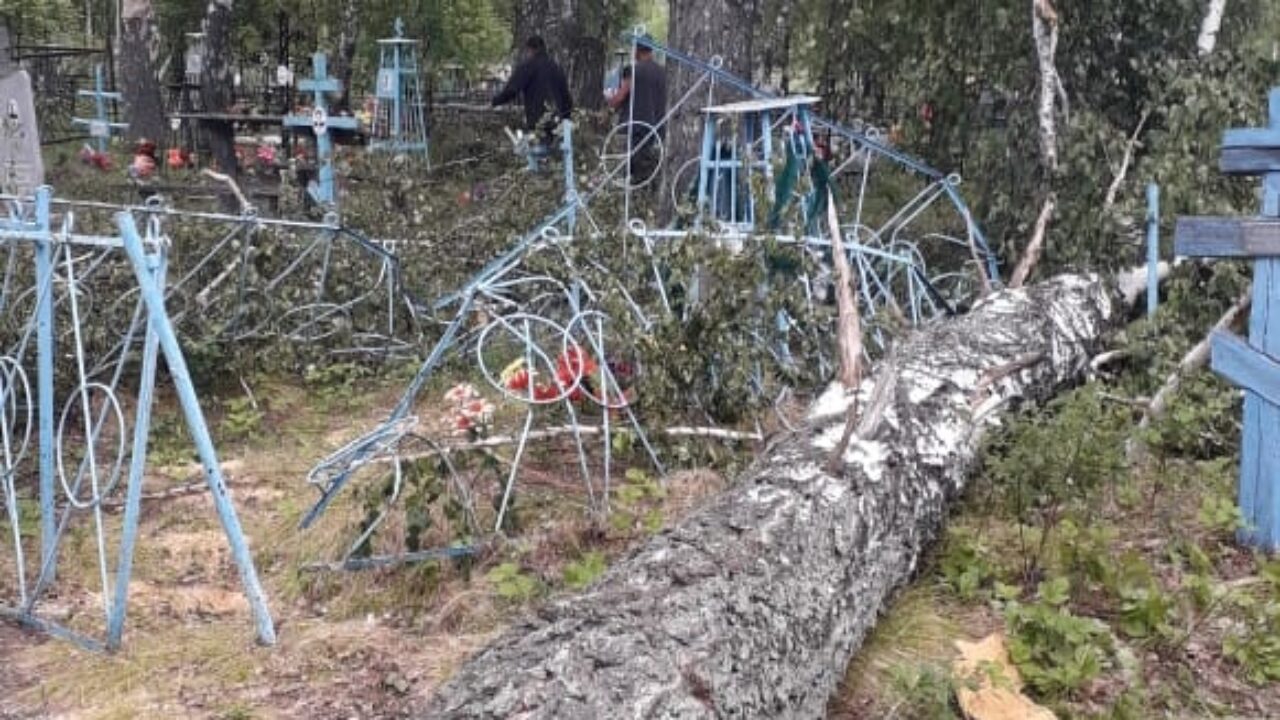 В Биазе на кладбище упала береза - Северная газета