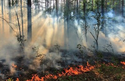Огнеборцы из Новосибирска помогают тушить пожары в Томской области