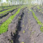 В Северном районе ведутся работы по лесопосадкам