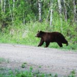 Медведя заметили вблизи озера Данилово в Кыштовском районе