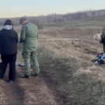 В Красноярском крае стая собак насмерть загрызла ребенка