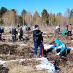 Более 800 тысяч деревьев высажено в рамках акции «Сохраним лес»