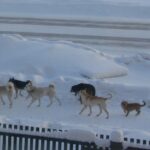 Реализацию закона об обращении с животными без хозяев поставят под строгий контроль