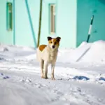 Нападение собаки на ребенка: решение суда в Кыштовке