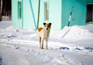 Нападение собаки на ребенка: решение суда в Кыштовке