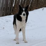 Отлов безнадзорных животных проводится в Северном