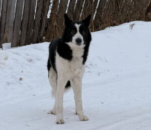 Отлов безнадзорных животных проводится в Северном