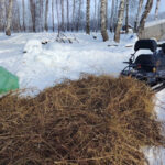 Лосей и кабанов пересчитают в лесах Новосибирской области с помощью искусственного интеллекта