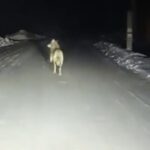 Волки в селе Бергуль: меры по контролю численности и безопасность