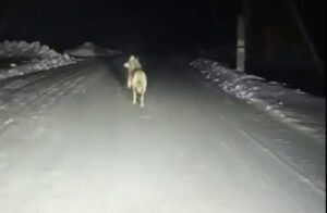 Волки в селе Бергуль: меры по контролю численности и безопасность