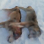 Волки в Бергуле: двое хищников ликвидированы