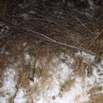 Мужчина из Кыштовки предстанет перед судом за незаконную охоту