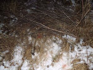 Мужчина из Кыштовки предстанет перед судом за незаконную охоту