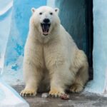 Новосибирский зоопарк изменил режим работы