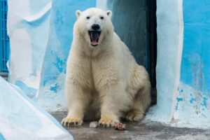 Новосибирский зоопарк изменил режим работы