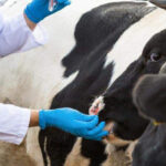 Управление ветеринарии разъясняет порядок действий при проведении изъятия животных