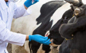 Управление ветеринарии разъясняет порядок действий при проведении изъятия животных