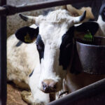 Эпидемиолог объяснил необходимость уничтожения скота в Новосибирской области