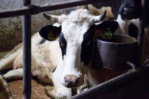 Эпидемиолог объяснил необходимость уничтожения скота в Новосибирской области