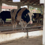 Жителям региона, утратившим сельскохозяйственных животных, предоставят ежемесячные выплаты в течение 9 месяцев