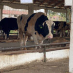 В районах изъятия сельхозживотных развернуты пункты помощи жителям